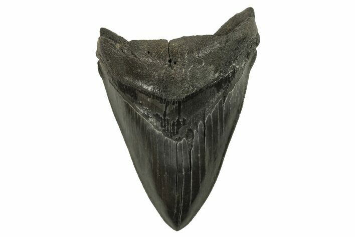 Bargain, Fossil Megalodon Tooth - Sharply Serrated Blade #294420